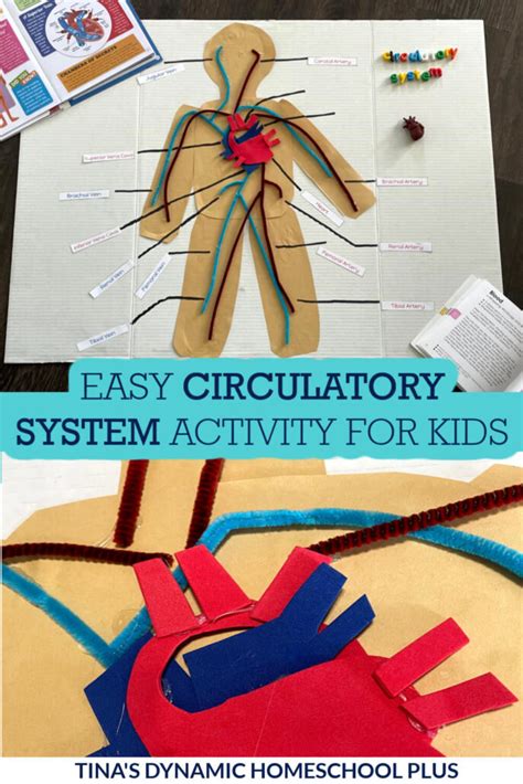 Simple And Easy Circulatory System Hands On Activity For Kids