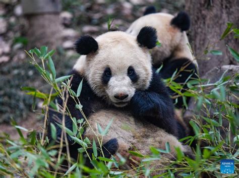 Giant Pandas Enjoy Themselves At Breeding Base In Sichuan Peoples Daily Online