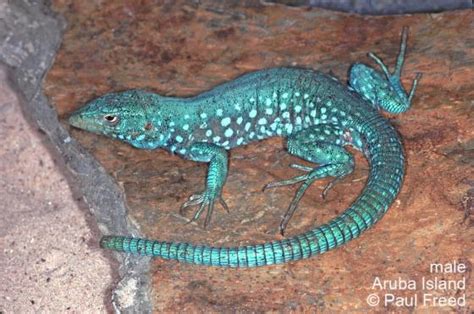 Blue Whiptail Lizard