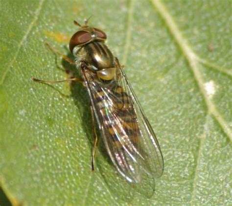 Episyrphus Balteatus Photo Michel Ehrhardt Galerie Insecte Org