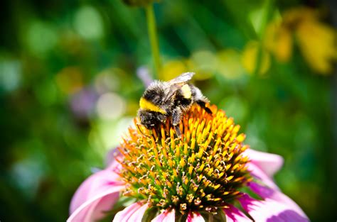 Wallpaper Nature Green Yellow Wildlife Pollen Bumblebee Bee