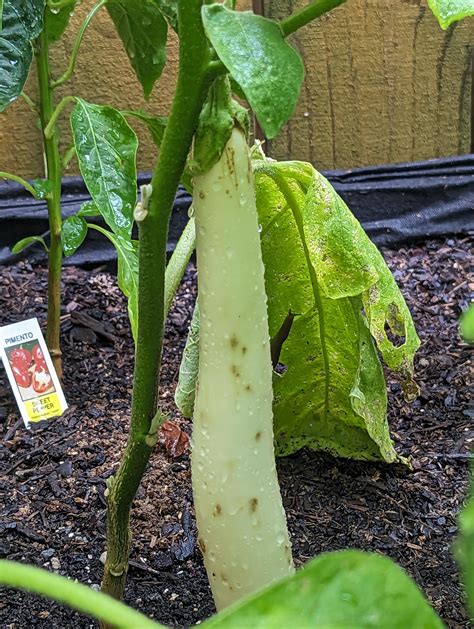 Brown Spots All Over White Eggplant Rgardening