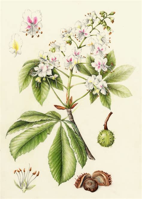 Chestnut Flower Artofit