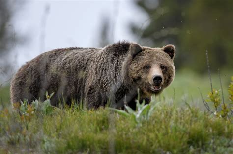 Jorn Vangoidtsenhoven Wildlife and Nature Photography | Grizzly Bear 793 aka Blondie