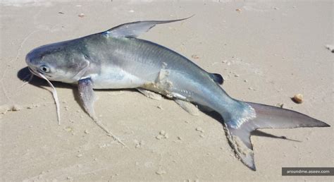 Florida Fishing Gafftopsail Catfish Bagre Marinus