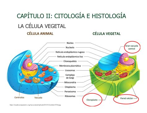 Cap Ii Bo Citologia I Cap Tulo Ii Citolog A E Histolog A La