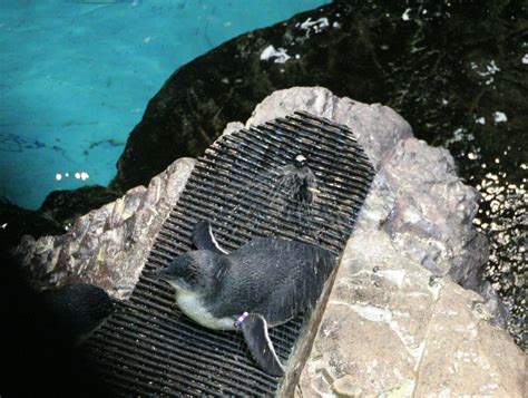 New England Aquarium — Visitor Pictures: Penguins!!!!