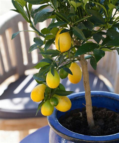 10 Best Trees To Grow In Pots — For Patios And Porches Real Homes