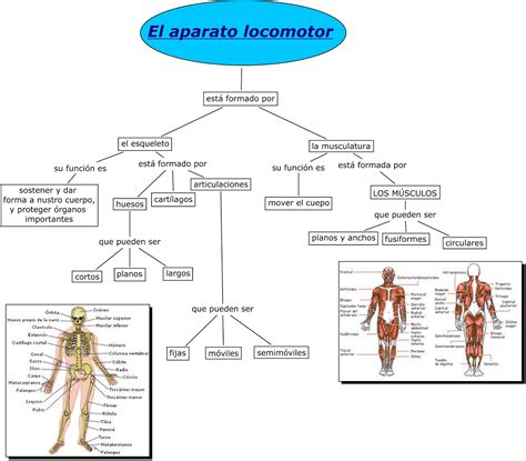 Aparato Locomotor Aparato Locomotor El Sistema Locomotor Sistema