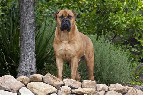 How Long Is A Great Mastiff Dogs