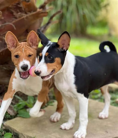 10 Fun Facts About Basenjis - ilovedogscute.com