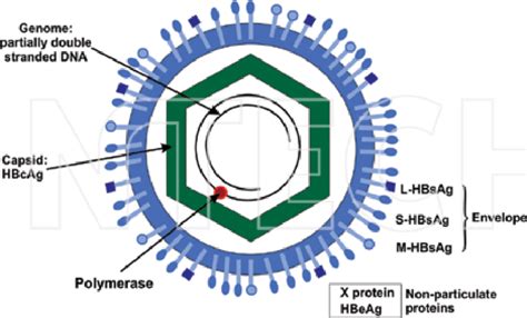 Schematic Representation Of Hepatitis B Virus Hbv Showing The Download Scientific Diagram