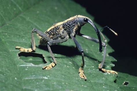 This Goofy Ahh Looking Bug Is Called The Rhinastus Latesternus 9gag