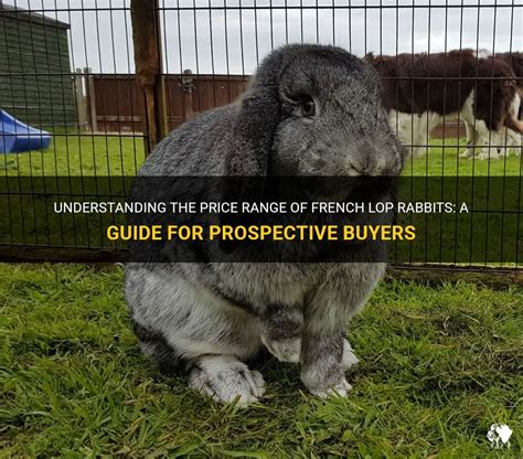 Understanding The Price Range Of French Lop Rabbits A Guide For