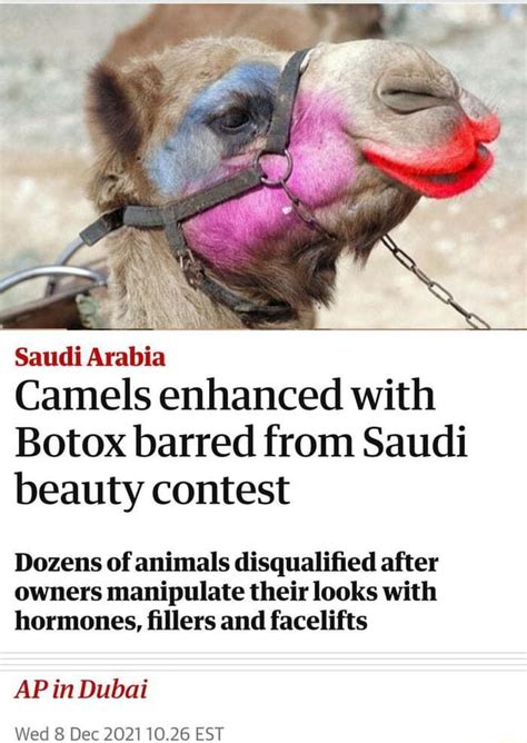 Saudi Arabia Camels Enhanced With Botox Barred From Saudi Beauty