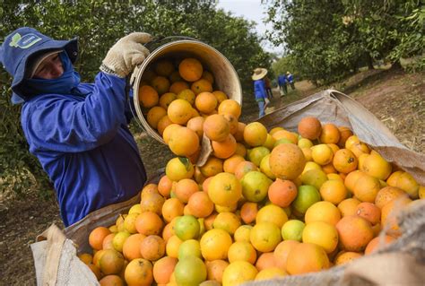 Supersafra de laranja preço elevado Agronegócios Valor Econômico