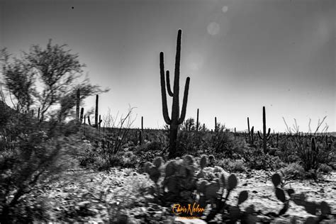 Saguaro Outline By Chris Nelson On Youpic