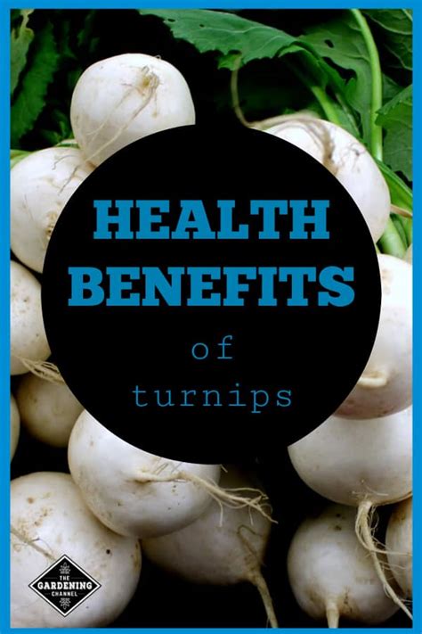 Health Benefits Of Turnip Gardening Channel