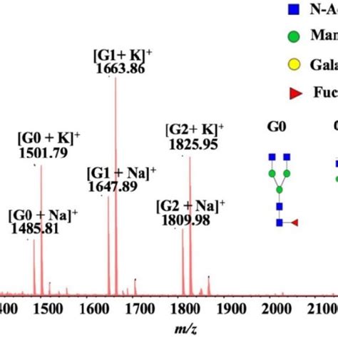 A Typical Maldi Qit Tof Ms Spectrum Of Serum Igg N Glycan Profiles From