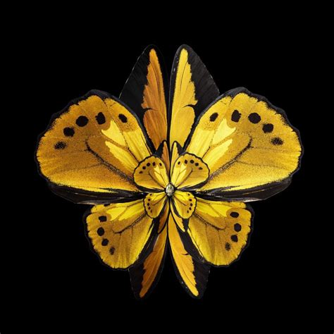 A Yellow Butterfly With Black Spots On It S Wings