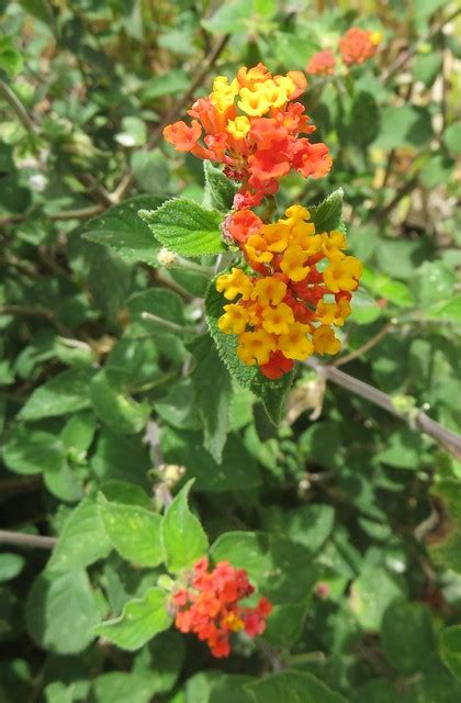 Lantana At Rinc N De La Vieja National Park Guanacaste Province Costa