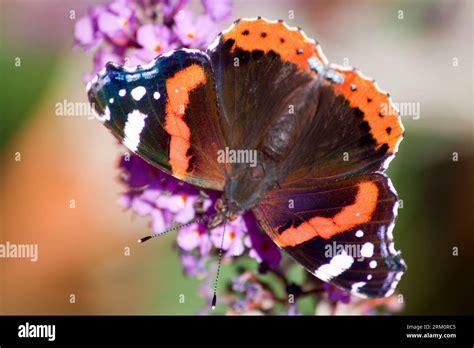 Red Admiral Butterfly Vanessa Atalanta On Buddleia Flower Buddleja