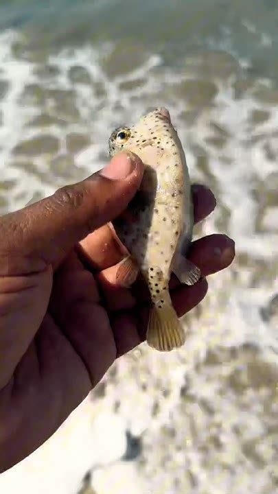 Act Of Kindness Shortnose Boxfish Saved Shorts Fish Sea Youtube