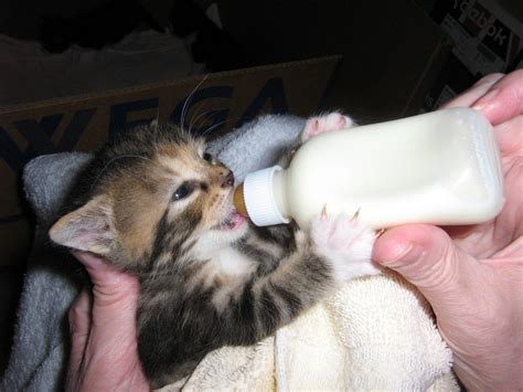 Paso A Paso Para Alimentar A Un Gato Beb