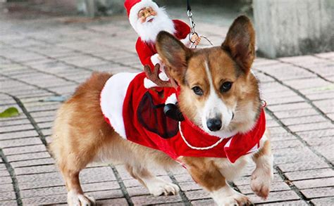 Santa Dog Costume | POPSUGAR Family