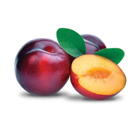 Plum – Biosphera