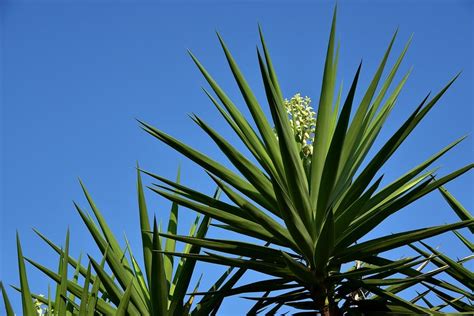 Jardins de baixa manutenção veja 6 plantas que exigem pouca água