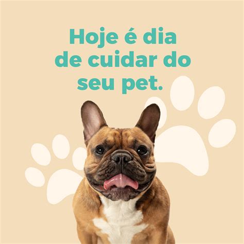 Guia Completo Para Treinar O Seu Cachorro Passo A Passo Para Uma