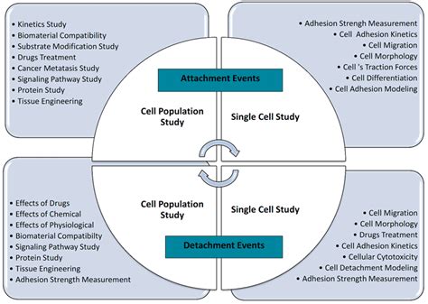 Cell Adhesion Assays Creative Bioarray