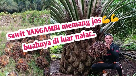 Panen Sawit PPKS YANGAMBI Super Unggul Nggak Cukup 100 Pokok Dapat 2