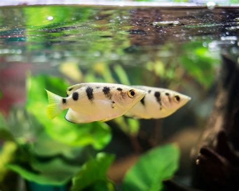 Coburg Aquarium Shop Australian Native Fish