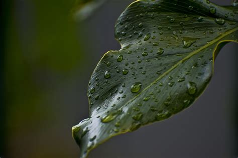 Hoja Mojado Rocío Gotas De Foto Gratis En Pixabay Pixabay