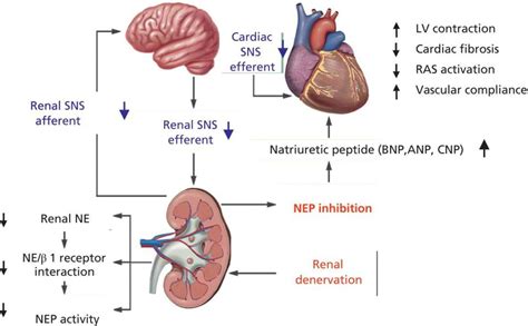 6 Renal Denervation Thoracic Key