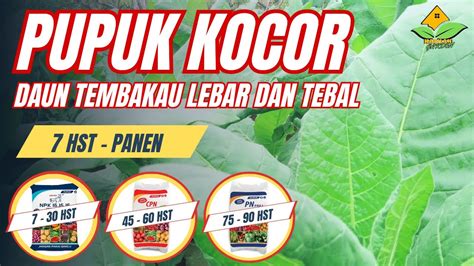 Pupuk Kocor Agar Daun Tembakau Lebar Dan Tebal Pupuk Tembakau Agar