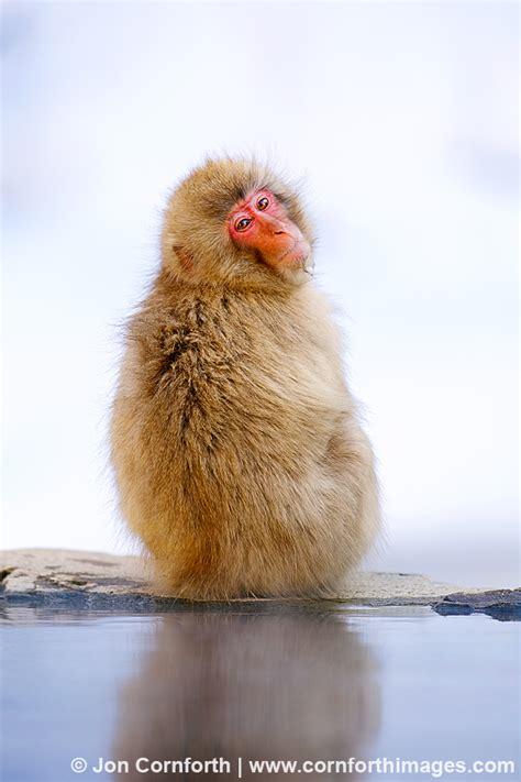 Japanese Macaque 5 Photo, Picture, Print | Cornforth Images