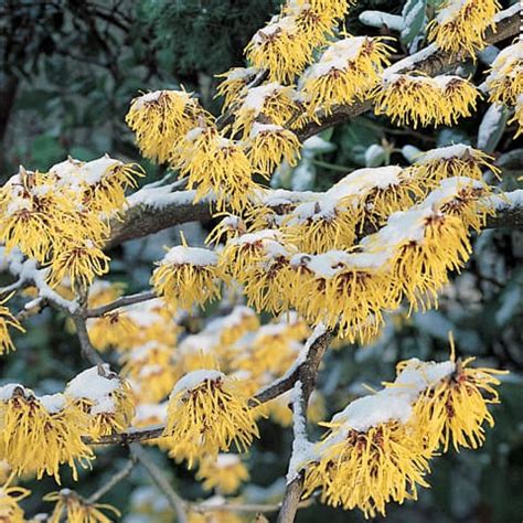 Hamamelis X Intermedia Pallida Zaubernuss G Rtnerei Schwitter Ag