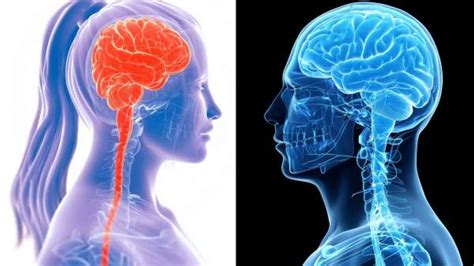 El Cerebro Est M S Caliente De Lo Que Se Pensaba Nuestras Charlas