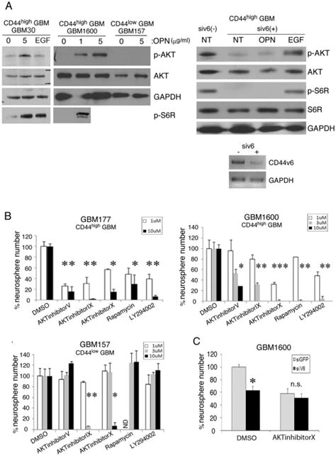 A Opn And G Ml Minutes Stimulated The Akt Pathway In