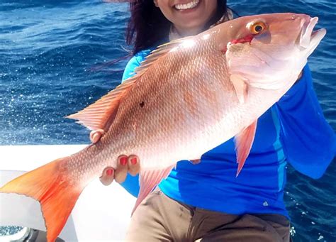 Mutton Snapper Gulf Of Mexico Fishery Management Council