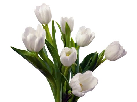 🔥 [50+] White Tulips Wallpapers | WallpaperSafari