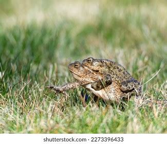 Common Toads Bufo Bufo During Mating Stock Photo Shutterstock