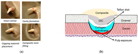 Polymers Free Full Text Dentin Sialoprotein Phosphophoryn Dsp Pp