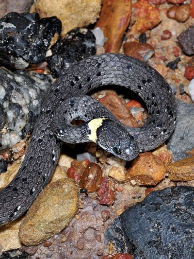 White Spotted Slug Snake Pareas Margaritophorus