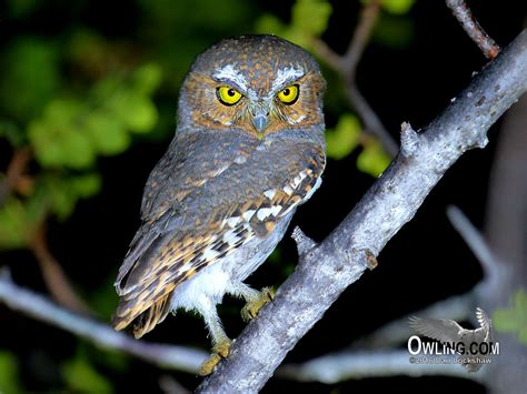 Elf Owl Life Cycle