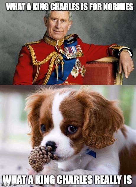 King Charles Spaniel - Meme by Shikamaru :) Memedroid