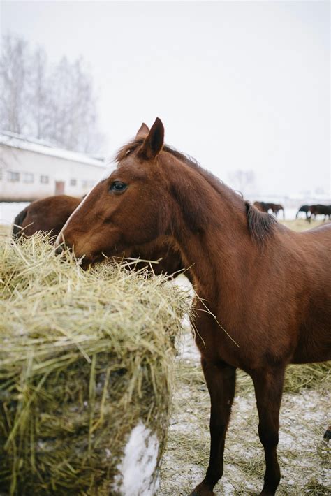 Crop Icelandic Bay Horse Of Black Color · Free Stock Photo